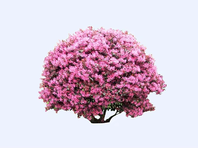 2D Carlower Lopus chinensis Redwood Redwood Flowering Shrub 3d model