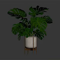 Large Leaf Monstera Plant In Decorative Pot With Wooden Stand