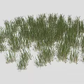 Vibrant Green Grass Clumps In Varied Heights For Garden Landscape Design