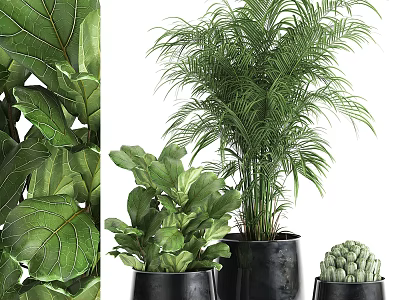 Various Indoor Potted Plants With Green Leaves In Black Ceramic Pots 3d model