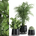 Various Indoor Potted Plants With Green Leaves In Black Ceramic Pots