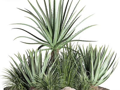 Lush Green Shrubs With Long Blade Leaves And Surrounding Small Rocks 3d model