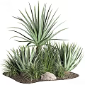 Lush Green Shrubs With Long Blade Leaves And Surrounding Small Rocks