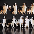 Eight Border Collies In Various Poses With Black Background And Shiny Surface