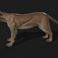 Realistic 3D Cougar Model With Open Mouth And Yellow Eyes On Black Background