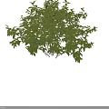 Various Green Shrubs With Diverse Leaf Shapes And Natural Foliage 3d model