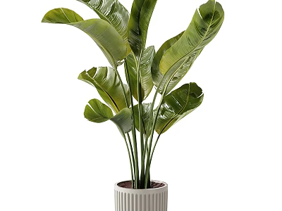 Elegant Decorative Ornament Set with Large Leaf Green Plant in White Striped Pot 3d model