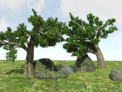 Tall Trees With Green Foliage And Thick Trunks In Grassland With Rocks 3d model