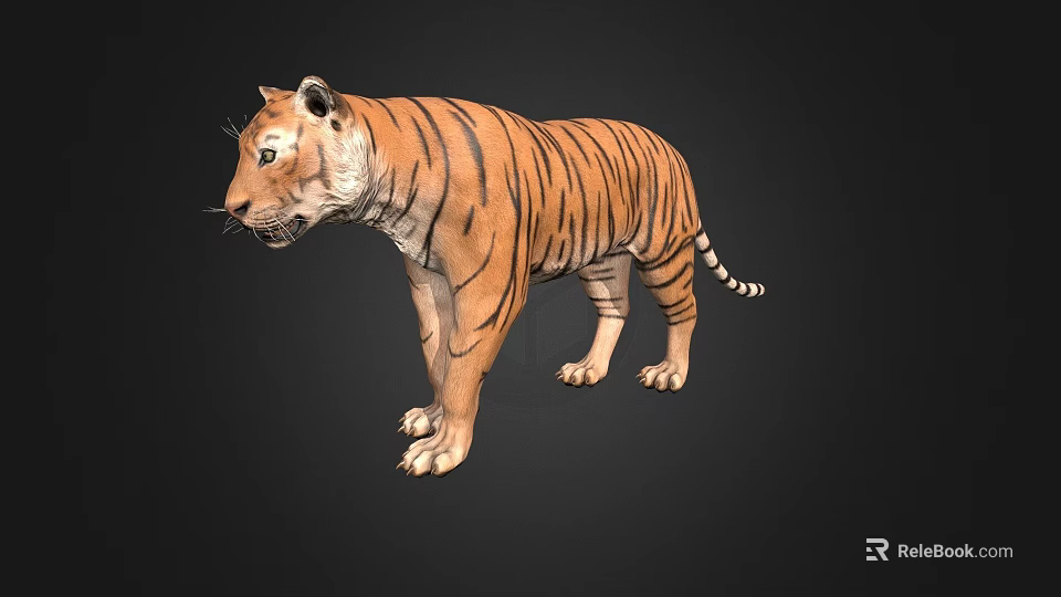 Realistic 3D Tiger Model With Detailed Stripes Standing On Black Background 3d model 