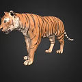 Realistic 3D Tiger Model With Detailed Stripes Standing On Black Background 3d model
