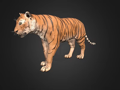 Realistic 3D Tiger Model With Detailed Stripes Standing On Black Background 3d model