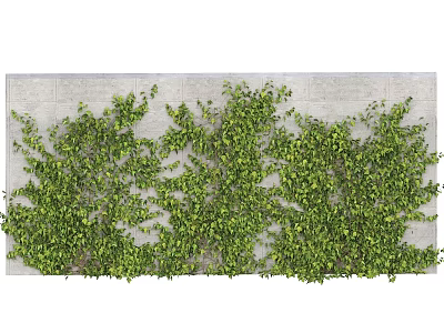 Dense Green Vines Growing On Gray Concrete Wall With Lush Foliage 3d model