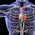 Innovative Medical Device Visualizing Human Heart Thoracic Cavity Blood Vessels and Skeletal Structure