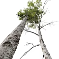 Multiple Tall Trees With Lush Green Leaves And Smooth White Trunks In Natural Setting