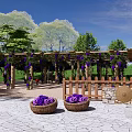 Garden Landscape With Wooden Pergola Purple Vines Flowers People Under Gravel Ground Green Grass