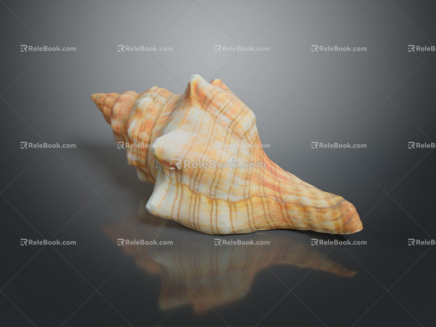 conch bone snail snail field snail shellfish marine animal fish freshwater fish marine fish animal 3d model