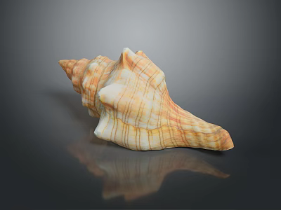 Marine Animal Conch Shell Striped Orange And White Spiral Close Up View 3d model