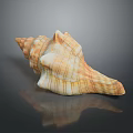 Marine Animal Conch Shell Striped Orange And White Spiral Close Up View