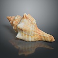 conch bone snail snail field snail shellfish marine animal fish freshwater fish marine fish animal 3d model