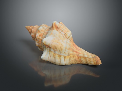 conch bone snail field snail shellfish marine animal fish freshwater fish marine fish animal 3d model