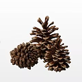 Closeup View Of Three Natural Brown Pinecones For Forest Decor And Craft Use
