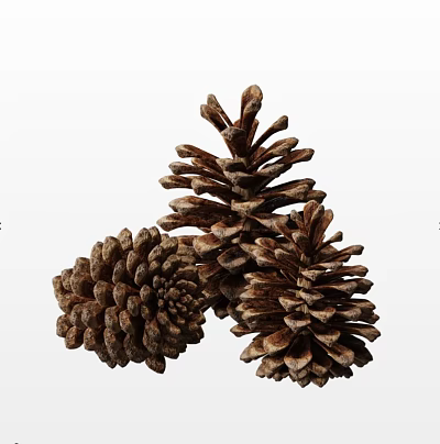 Closeup View Of Three Natural Brown Pinecones For Forest Decor And Craft Use 3d model