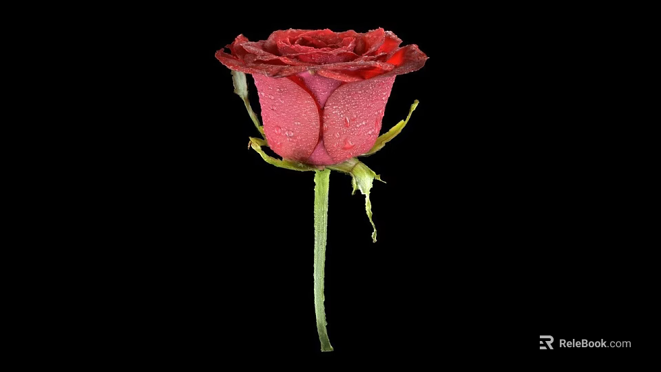 Beautiful Red Rose with Dew Drops on Petals Against Black Background and Green Stem Leaves 3d model 