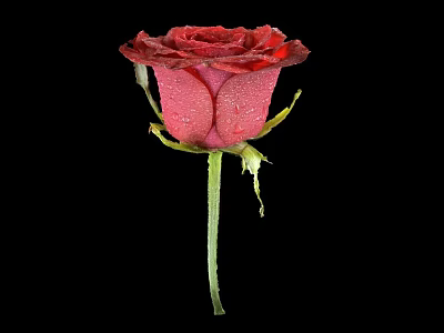 Beautiful Red Rose with Dew Drops on Petals Against Black Background and Green Stem Leaves 3d model