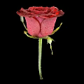 Beautiful Red Rose with Dew Drops on Petals Against Black Background and Green Stem Leaves