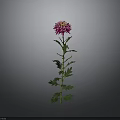 Pink Chrysanthemum Plant With Green Stem And Leaves On Gray Background