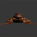 Red Frog With Green Abdomen And Stretched Limbs On Dark Reflective Surface