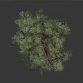 Lush Green Tree With Thick Trunk And Dense Branches On Gray Background
