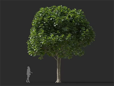 Lush Green Arbor With Rounded Crown And Human Figure For Scale 3d model