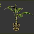Green Potted Plant With Large Variegated Green And White Leaves In Brown Terracotta Pot