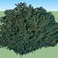 Lush Green Arbor Tree With Dense Evergreen Foliage And Natural Canopy