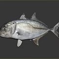 Silver Fish With Shiny Scales And Distinct Fins On Reflective Surface