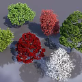 Colorful Arbor Trees with Green Red and White Foliage in Diverse Natural Shapes