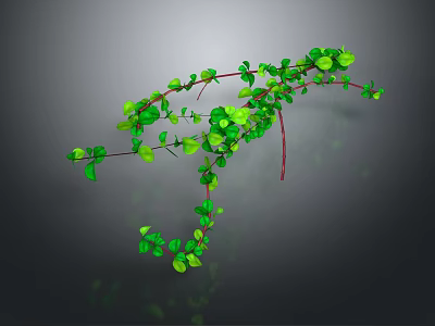 Green Vine Plant With Long Branches And Small Green Leaves On Gray Background With Reflection 3d model
