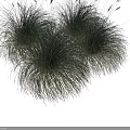 Green Grass Clumps With Yellowish Base Against Black Background Featuring Height Measurement Scale