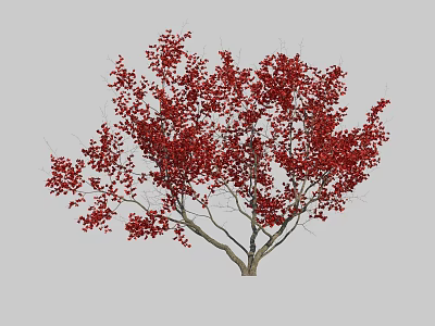 Tall Deciduous Arbor Featuring Lush Bright Red Autumn Leaves For Garden Landscape 3d model