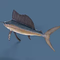 Majestic Sailfish With Long Bill Large Dorsal Fin And Blue White Body