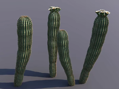 Three Green Spiky Shrubs With White Top Flowers In Outdoor Setting 3d model