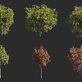 Diverse Tree Varieties With Green And Reddish Brown Foliage Canopies 3d model