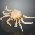 Off White Crab Specimen with Spines and Long Slender Legs on Dark Background Showing Reflection