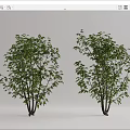 Modern Tree Landscape Tree 3d model