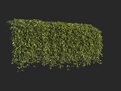 Lush Green Bush With Dense Green Leaves And Trimmed Shape In Black Background 3d model