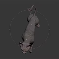 Sphynx Cat With Hairless Pink Skin Red Eyes Standing On Shiny Dark Floor