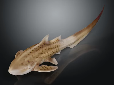 Spotted Shark Featuring Light Brown White Dorsal Fins Tail Fin On Dark Background With Reflection 3d model