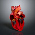 3D Rendered Human Heart Displaying Detailed Anatomical Structures For Medical Education
