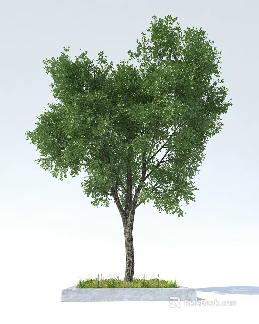 Arbor With Dense Green Foliage And Strong Trunk In White Setting 3d model 